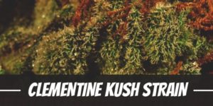 Clementine Kush Strain