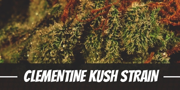 Clementine Kush Strain