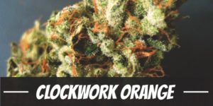 Clockwork Orange