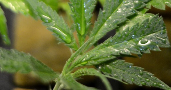 Clones like a high humidity