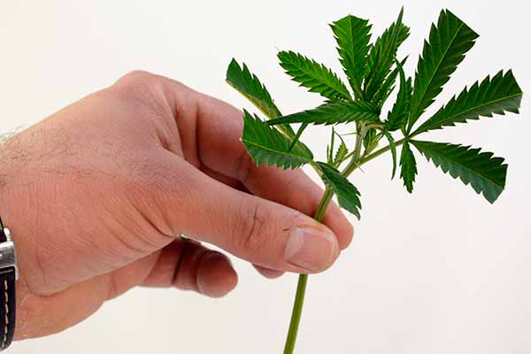 Cloning marijuana plant - Clone ready to go