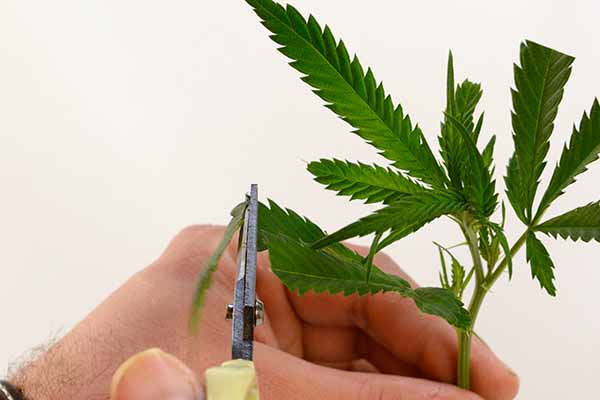 Cloning marijuana plant - Cut leaves to avoid evaporation