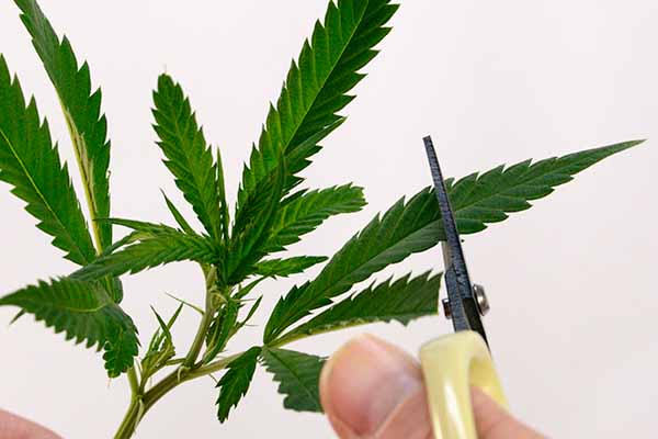 Cloning marijuana plant - Cut leaves to avoid evaporation