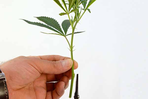 Cloning marijuana plant - Cut off side branches to promote growth