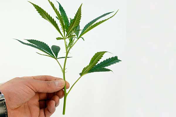 Cloning marijuana plant - Select a clone