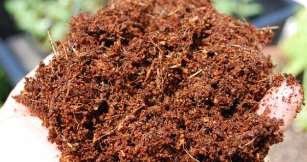 Bigger Yields With Coco Coir