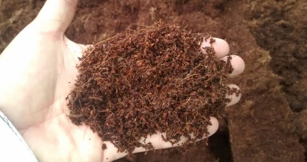 Coco Coir is a Re-Usable for growing cannabis