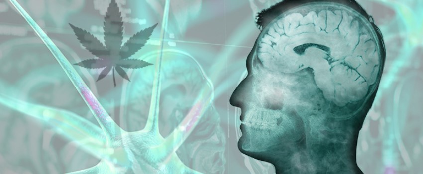 Cognitive Effects