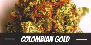 Colombian Gold