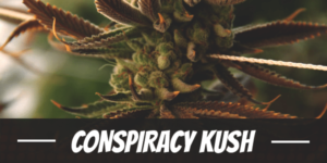 Conspiracy Kush marijuana strain review