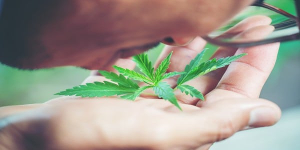 Control the smell of marijuana