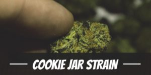 Cookie Jar Strain