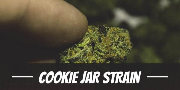 Cookie Jar Strain