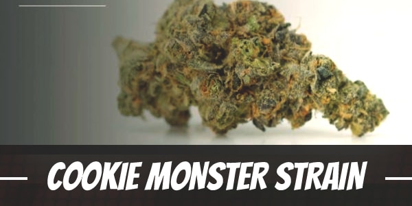 Cookie Monster Strain