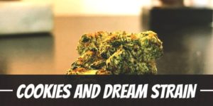 Cookies And Dream Strain