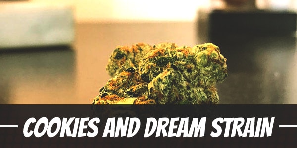 Cookies And Dream Strain