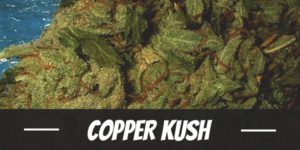 Copper Kush