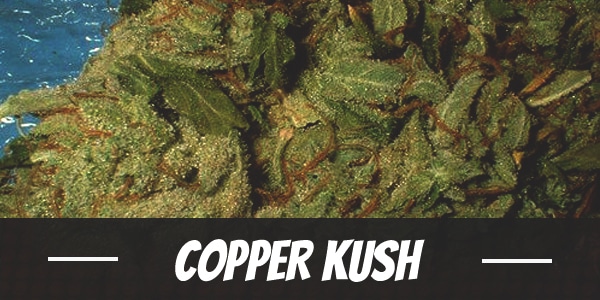 Copper Kush