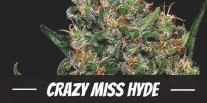 Crazy Miss Hyde