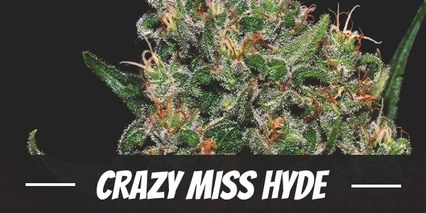 Crazy Miss Hyde