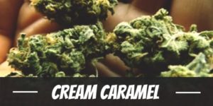 Cream Caramel