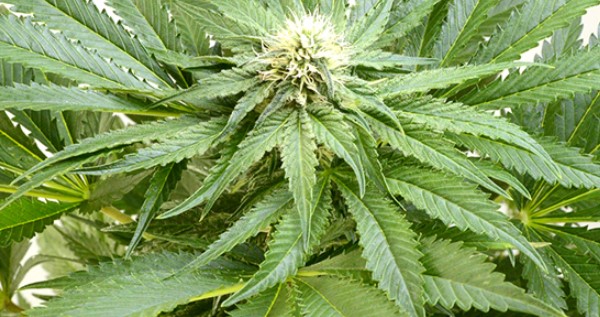 Creat the ideal temperature during flowering stage