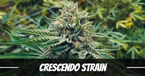 Crescendo Strain - Cannabis Strain Information - THC Design