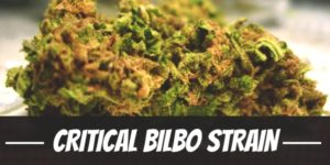 Critical Bilbo Strain