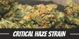 Critical Haze Strain