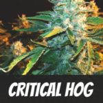Critical Hog