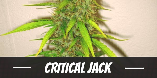 Critical Jack