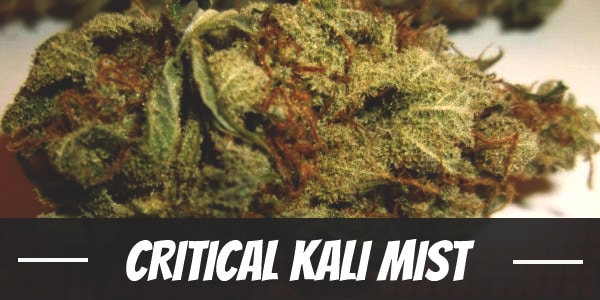 Critical Kali Mist