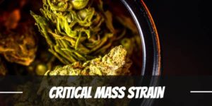 Critical Mass Strain