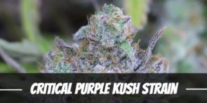 Critical Purple Kush Strain