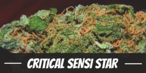 Critical Sensi Star