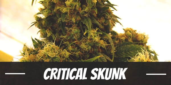 Critical Skunk