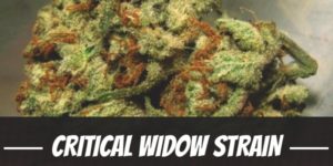 Critical Widow Strain