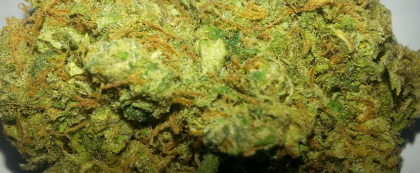 CriticalJackMedical