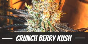 Crunch Berry Kush