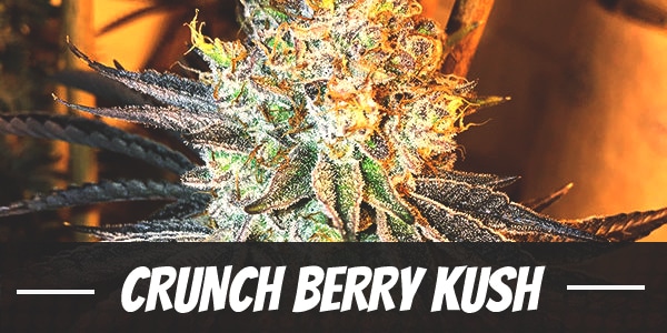 Crunch Berry Kush
