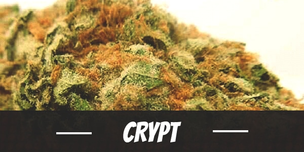 Crypt