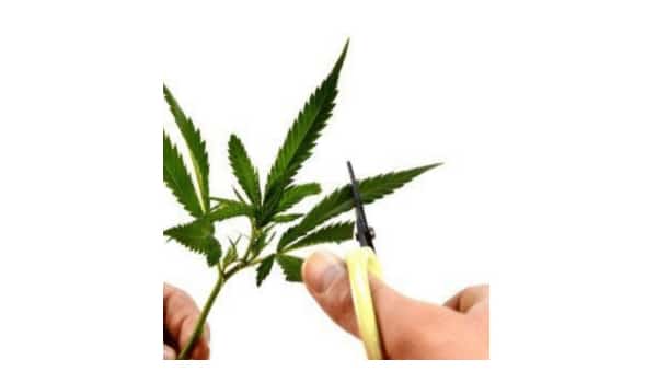 Cut leaves