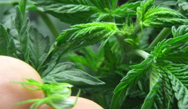 Cutting your stems