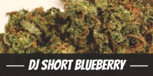 DJ Short Blueberry