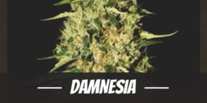 Damnesia cannabis strain