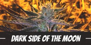 Dark Side Of The Moon