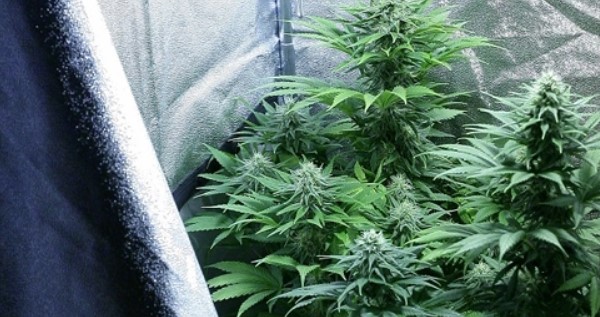 Darkness is very important while growing