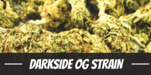 Darkside OG Strain