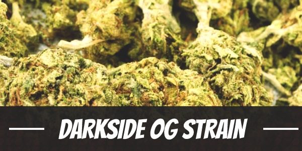 Darkside OG Strain