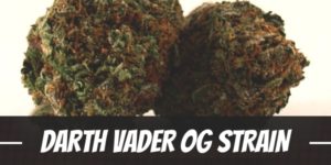 Darth Vader OG Strain
